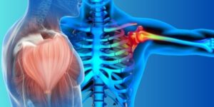Shoulder anatomy illustration
